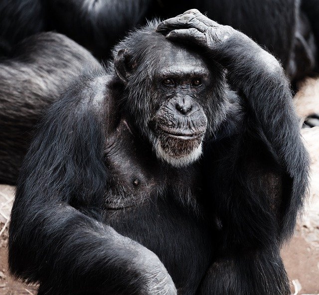 šimpanz - po člověku nejchytřejší suchozemský tvor